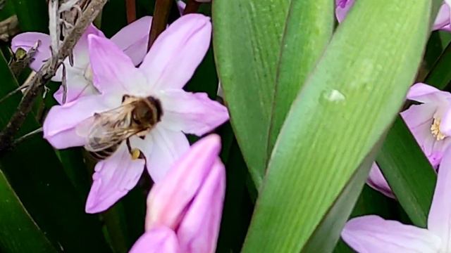 Весеннее пробуждение природы: цветы и пчелы🐝🌼 смотреть онлайн