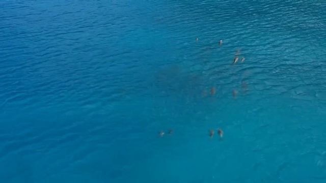 Лечебные звуки дельфинов |Therapeutic sounds of dolphins| смотреть онлайн