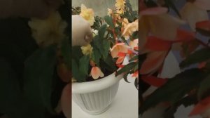 Бегонии завораживают своей красотой (часть 1).