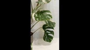 МОНСТЕРА АЛЬБА БОРЗИГА ЧЕРЕНКИ