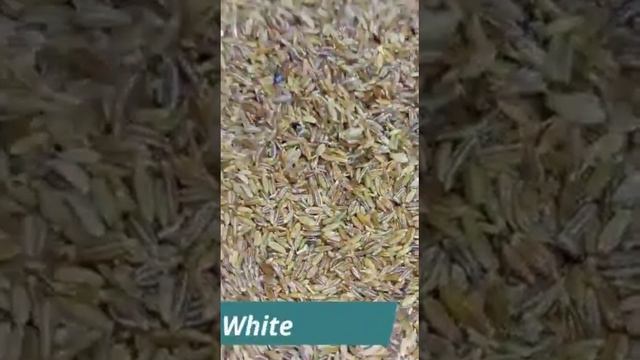 Planting cumin seed(Jeera) at home| Best way to plant cumin at home