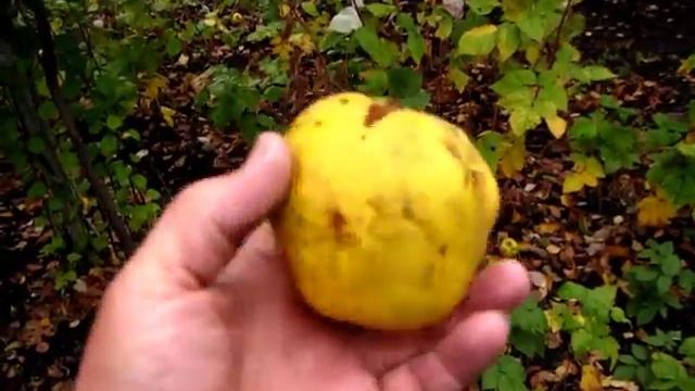 Собираем САМЫЕ ПОЗДНИЕ ФРУКТЫ. УРОЖАЙ АЙВЫ смотреть онлайн