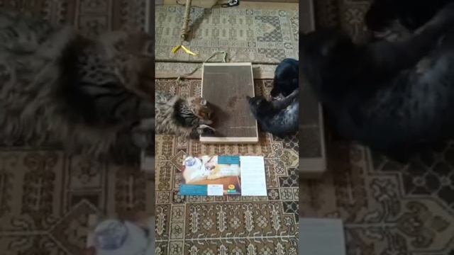 Весёлая компашка?