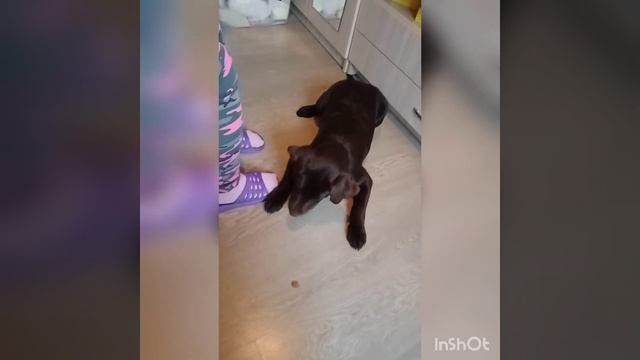 Самая умная собачка в 4 месяца Тоффи- лабрадор( команды) смотреть онлайн