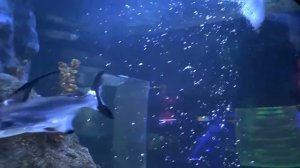 Океанариум в Краснодаре Ocean Park