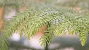 Проблемы выращивания Араукарии в домашних условиях.