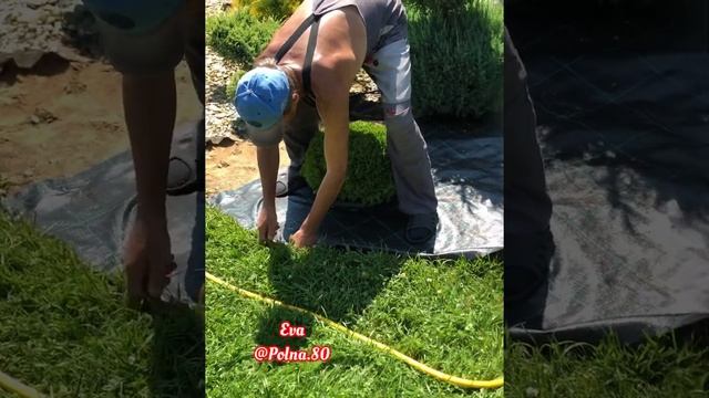 ?АГРОТКАНЬ В КЛУМБЕ?СВОИМИ РУКАМИ