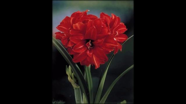 Амариллисы цветы смотреть онлайн