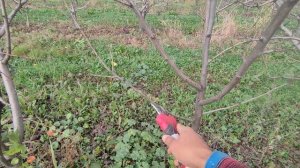 Зимняя обрезка груши🍐
