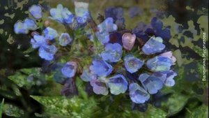 ❀ Многолетники, которые нельзя обрезать на зиму, и как их правильно готовить к зиме