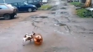 Джек раселл терьер и кега