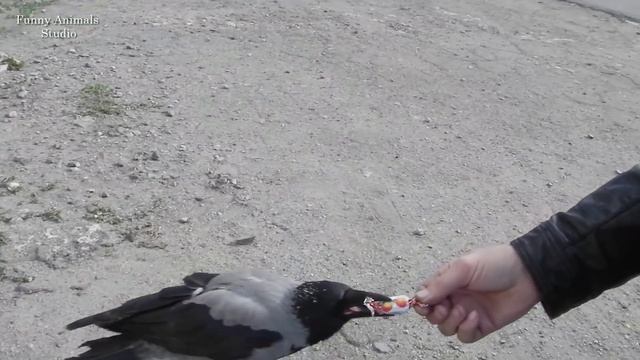 Удивительная встреча с очень умной ручной вороной