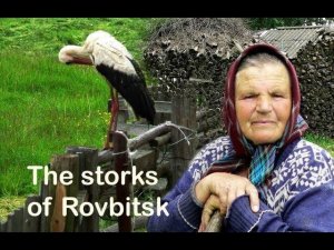 The storks of Rovbitsk