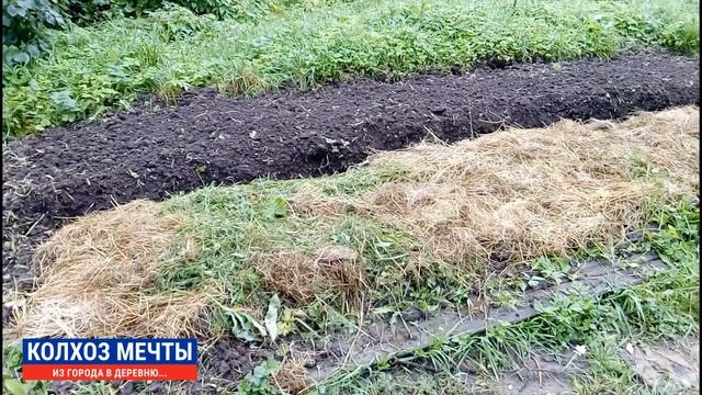 Готовим грядки для осенней посадки чеснока. Как правильно сажать озимый чеснок. смотреть онлайн