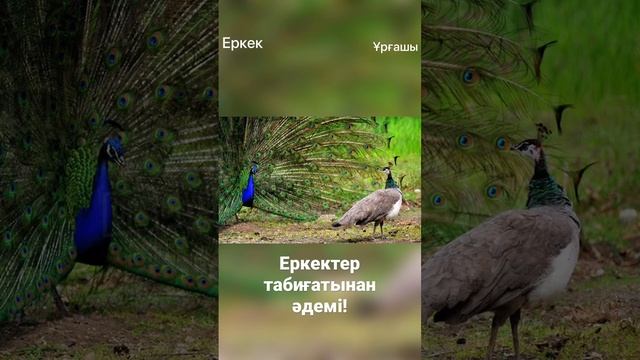 Еркектер табиғатынан әдемі! Самцы и самки. #животные #котики #собака #кошки #деньги #лает #лайк смотреть онлайн