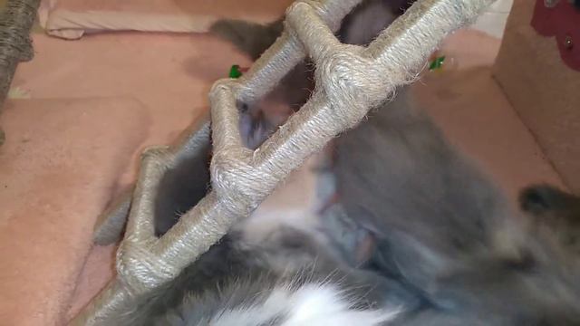 Милота киса. Купила игрушки, чтобы не грустили. 15.4.21. смотреть онлайн