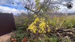 Подготовка стройплощадки - расчистка участка от травы и кустарника. #дача #стройка