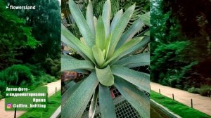 Ботанический сад МГУ имени М. В. Ломоносова «Аптекарский огород»