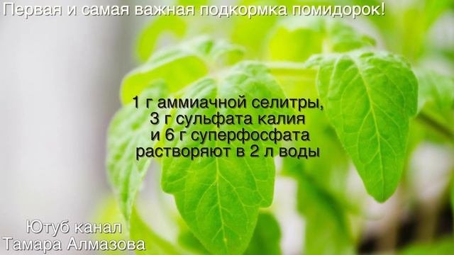 ЭТА ПОДКОРМКА ТВОРИТ ЧУДО! ПЕРВАЯ И ОЧЕНЬ ВАЖНАЯ ПОДКОРМКА ТОМАТОВ