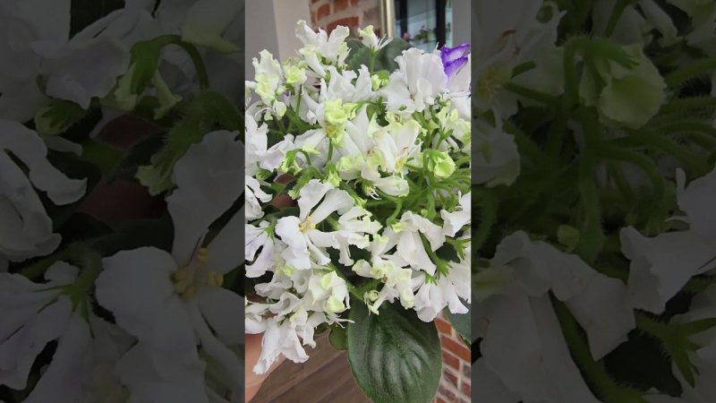 Коллекция Кухня Фиалки ,  Наш сайт fialki.of.by.