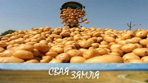 Ці будуць беларусы з бульбай? – «Свая зямля»