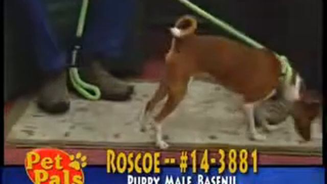 Meet ROSCOE a Basenji currently available for adoption at Petango.com! 4/30/2014 9:02:48 AM смотреть онлайн