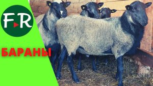 Красавчики! 60 баранов-производителей романовской породы. Зачем столько много?