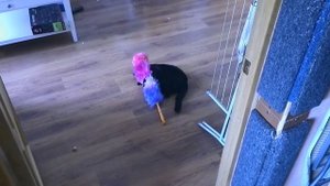 Мичу и щетка для пыли