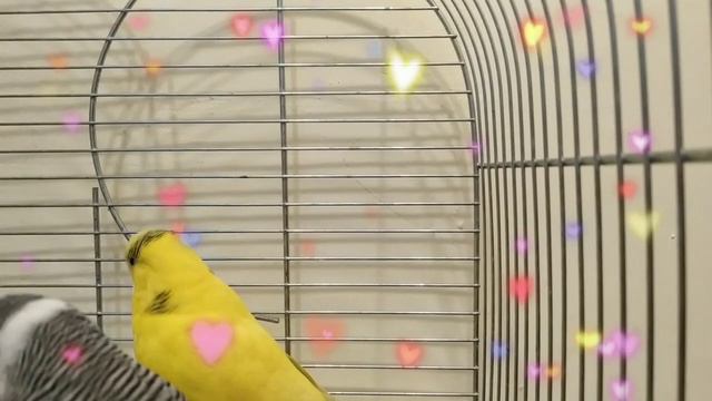 Роки говорит маленький смотреть онлайн