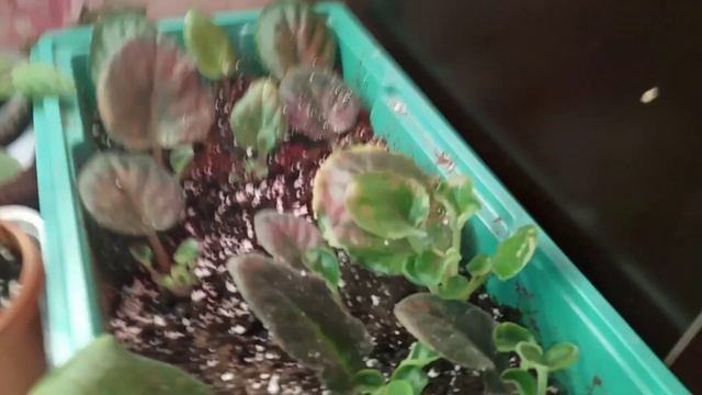 Фиалки без Хлопот ?! Всё ПРОСТО и ЛЕГКО! смотреть онлайн