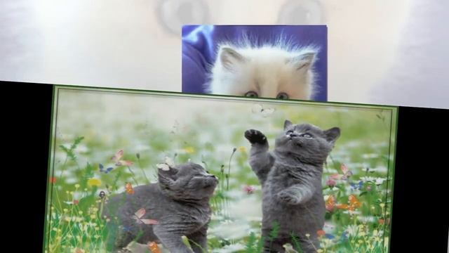 ♥X Анимационные Открытки GIF X♥ с 1 марта - День кошек! смотреть онлайн