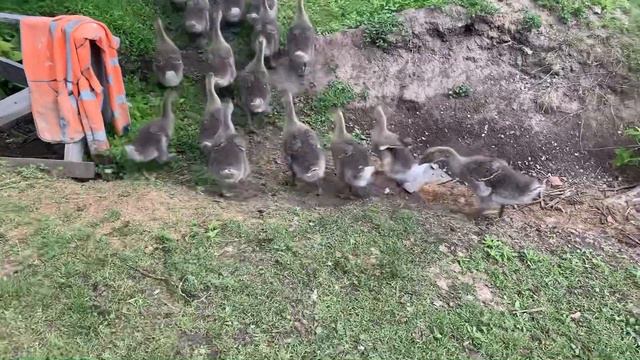 Кривошейки,и шпагатик у гусят.Как исправить?! смотреть онлайн