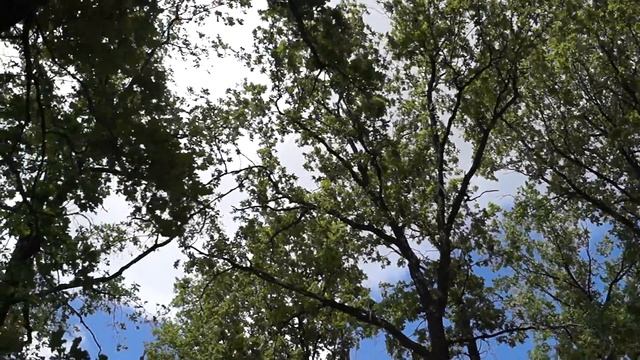 Лес, село Вешкайма Вешкаймского района Ульяновской области смотреть онлайн