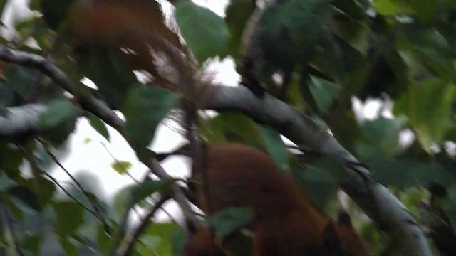 Берёзовые серёжки для бельчат? / еда для БЕЛОК ?️? смотреть онлайн