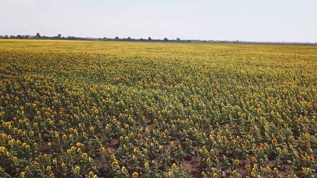 Просто поле с подсолнухами и квадрик смотреть онлайн