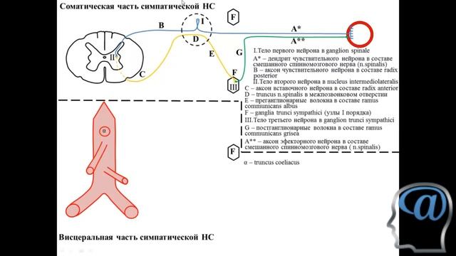 Строение вегетативной (симпатической) рефлекторной дуги. Лекция. Анатомия ЦНС