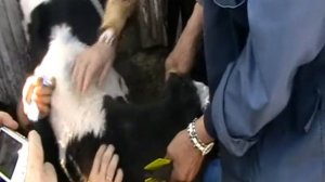 Чипирование теленка