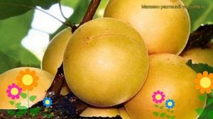 Абрикос Эдельвейс (Абрикос). Краткий обзор, описание характеристик, где купить саженцы prunus