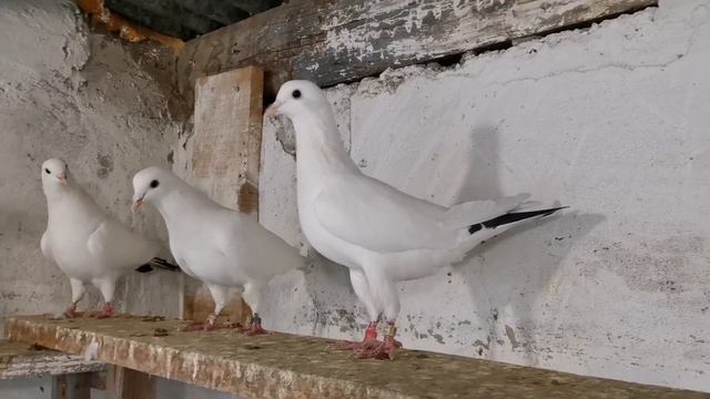 Обзор моих голубей. Какие голуби и откуда. Review of my pigeons смотреть онлайн