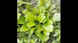 съедобные дикорастущие растения россии введение