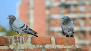 Wild Wood Pigeon - Nesting Life and Interesting Facts! Дикий лесной голубь - Гнездовая жизнь.!🕊️