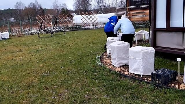 РОЗЫ УКРЫТЫ, К ЗИМЕ ГОТОВЫ смотреть онлайн