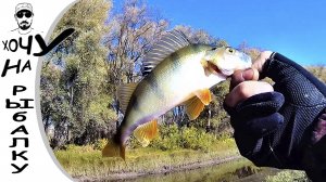 ОКУНЕВЫЙ БЕСПРЕДЕЛ. береговая рыбалка. щука и окунь на спиннинг с берега.