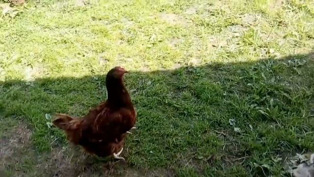 ВОСКРЕСЕНЬЕ.ГОТОВЛЮ ОБЕД. ПОРА УБИРАТЬ ЧЕСНОК. смотреть онлайн