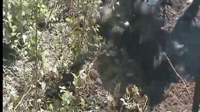 Корчевание малины мотоблоком смотреть онлайн