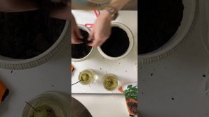 Авокадо. Пересадка в горшок с грунтом. Первый опыт)