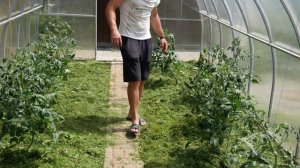 УДОБРЕНИЕ из газонной травы