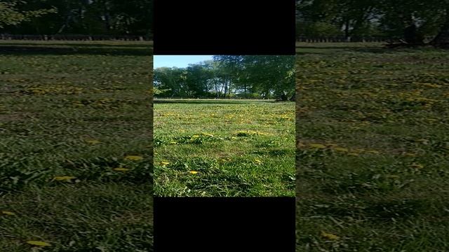 Красивая полянка из одуванчиков.