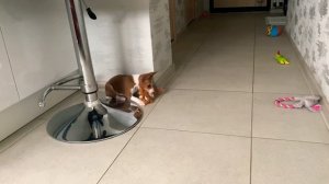 Как изменился Щенок Басенджи Смарт 2-9 месяцев