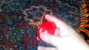 СКОЛОПЕНДРА ОБЗОР